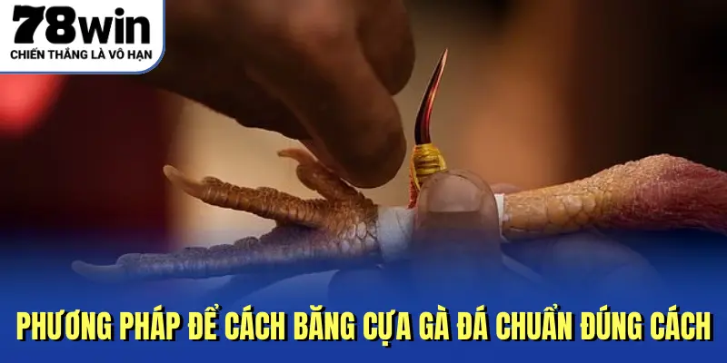 Phương pháp để cách băng cựa gà đá chuẩn đúng cách